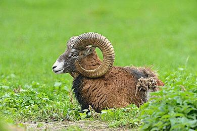 任天堂Switch Online新增《地球冒险》两部作品